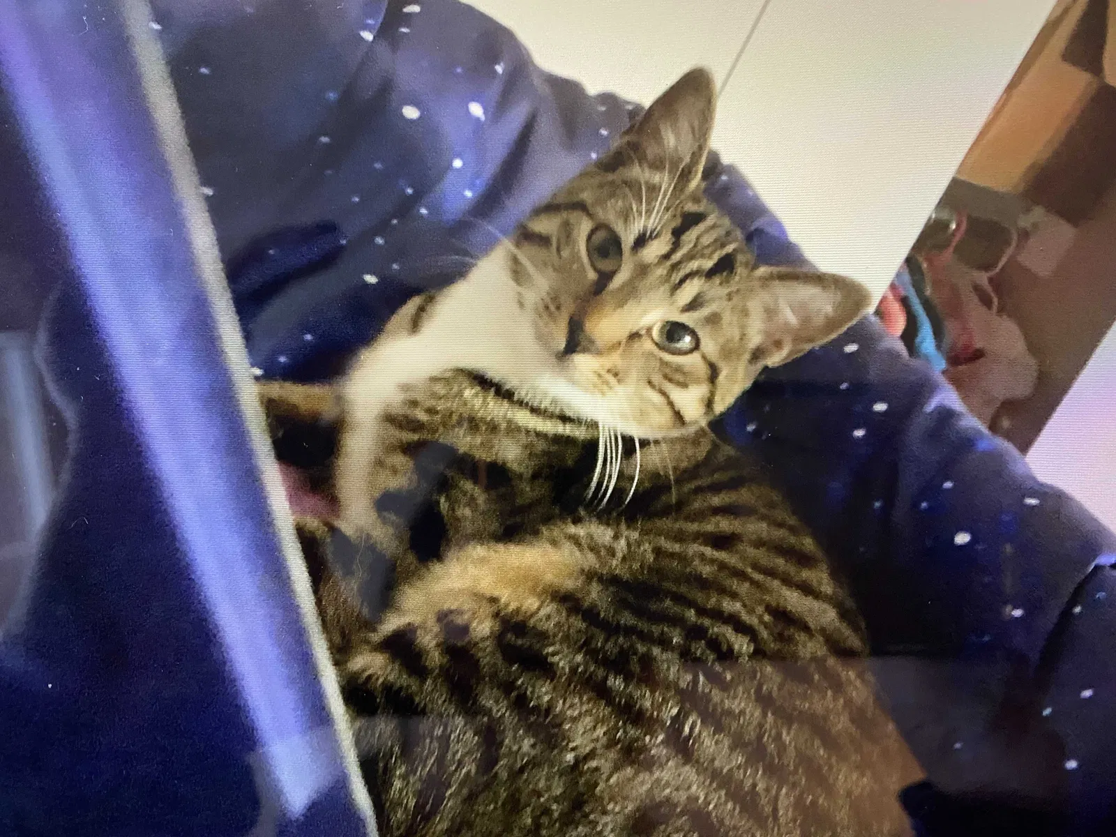Lost cat in The Colony, TX, 75056