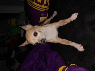 Lost dog in Metairie, LA, 70003