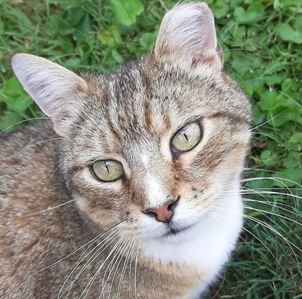 Lost cat in Phoenixville, PA, 19460