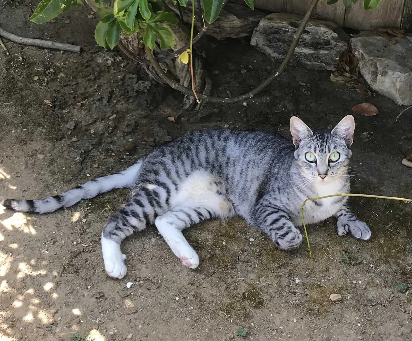Lost cat in San Pedro, CA, 90731