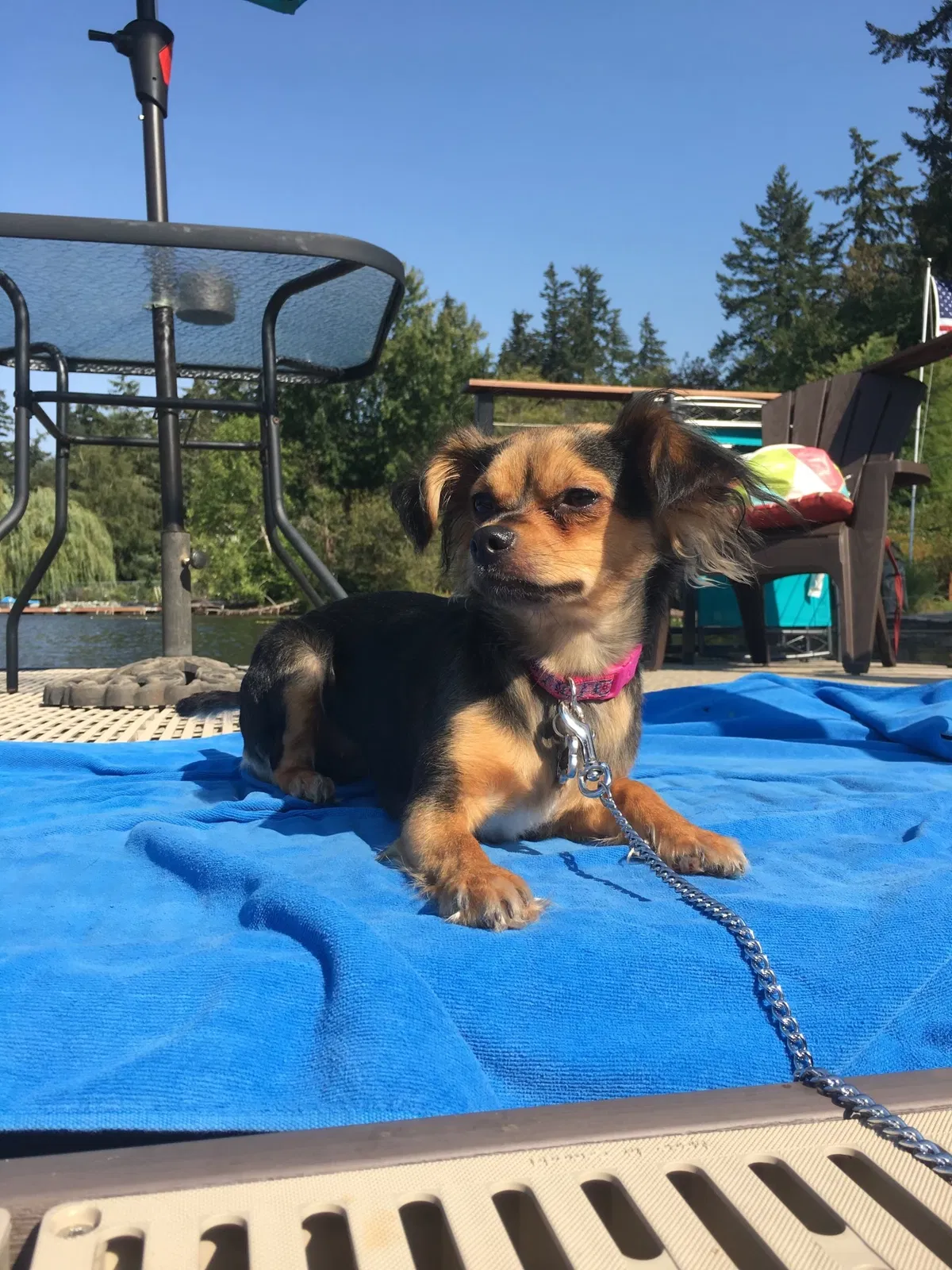 Lost dog in Auburn, WA, 98001