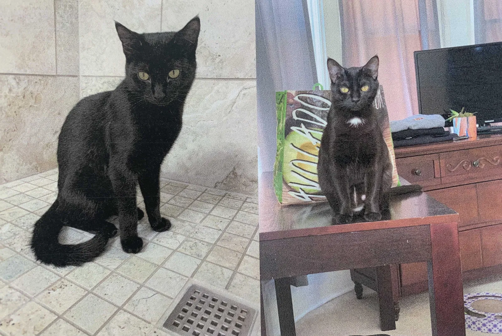Lost cat in Columbus, OH, 43205