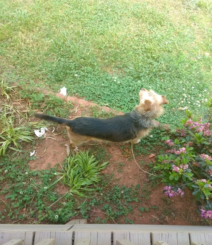 Lost dog in Inman, SC, 29349