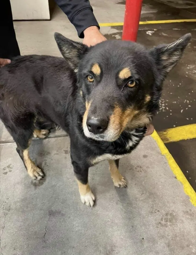 Lost dog in El Paso, TX, 79928