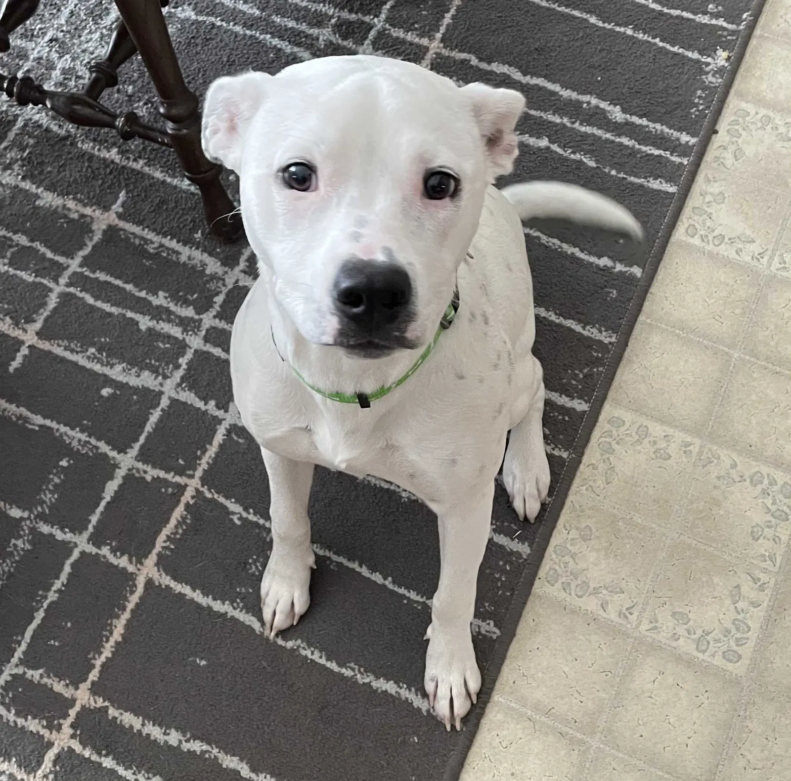 Lost dog in Ravenna, MI, 49451
