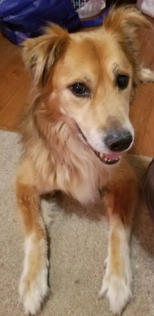 Lost dog in Clearwater, FL, 33756
