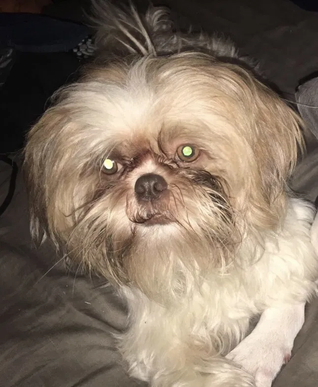 Lost dog in Rockport, TX, 78381