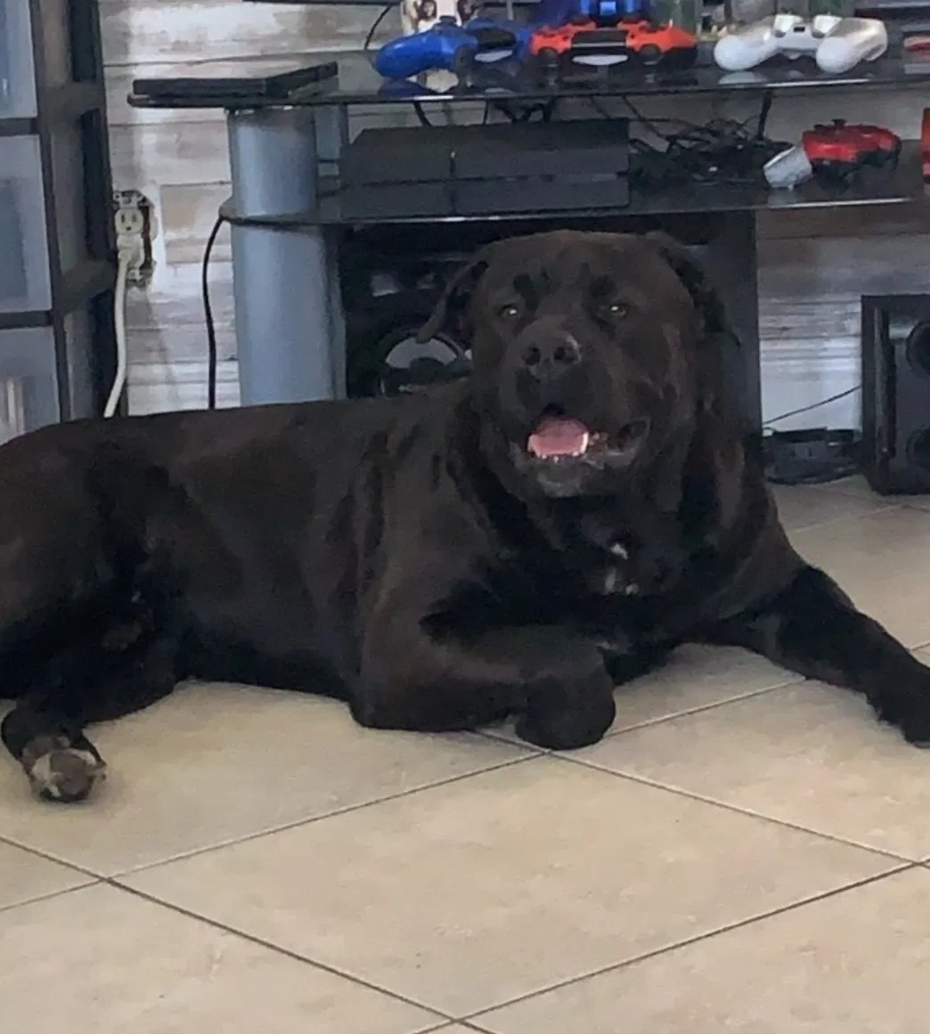 Lost dog in Pompano Beach, FL, 33068