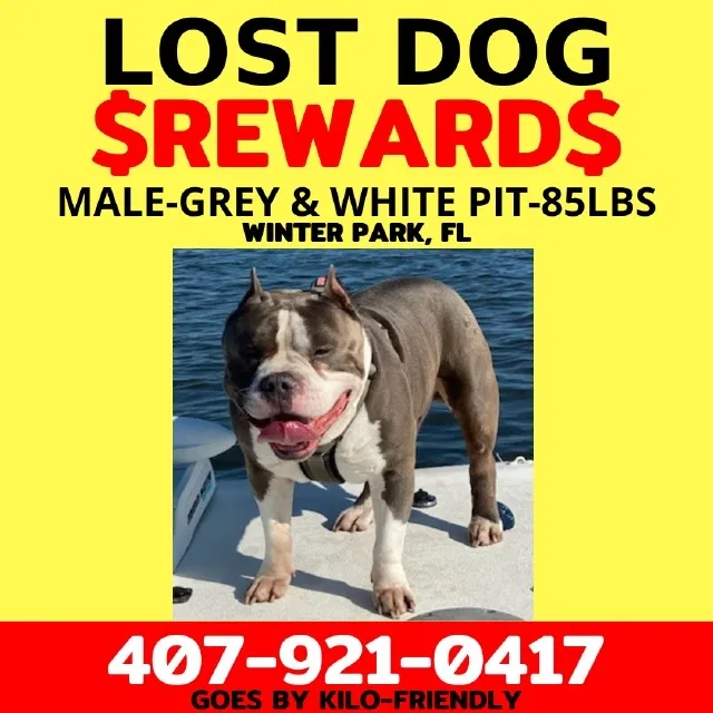 Lost dog in Winter Park, FL, 32792
