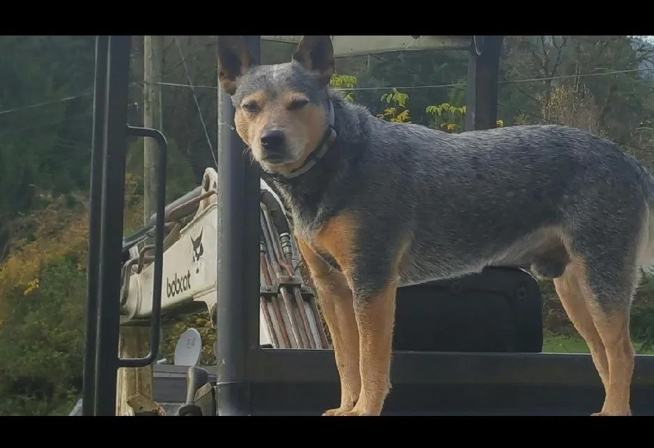 Lost dog in Dupont, WA, 98327