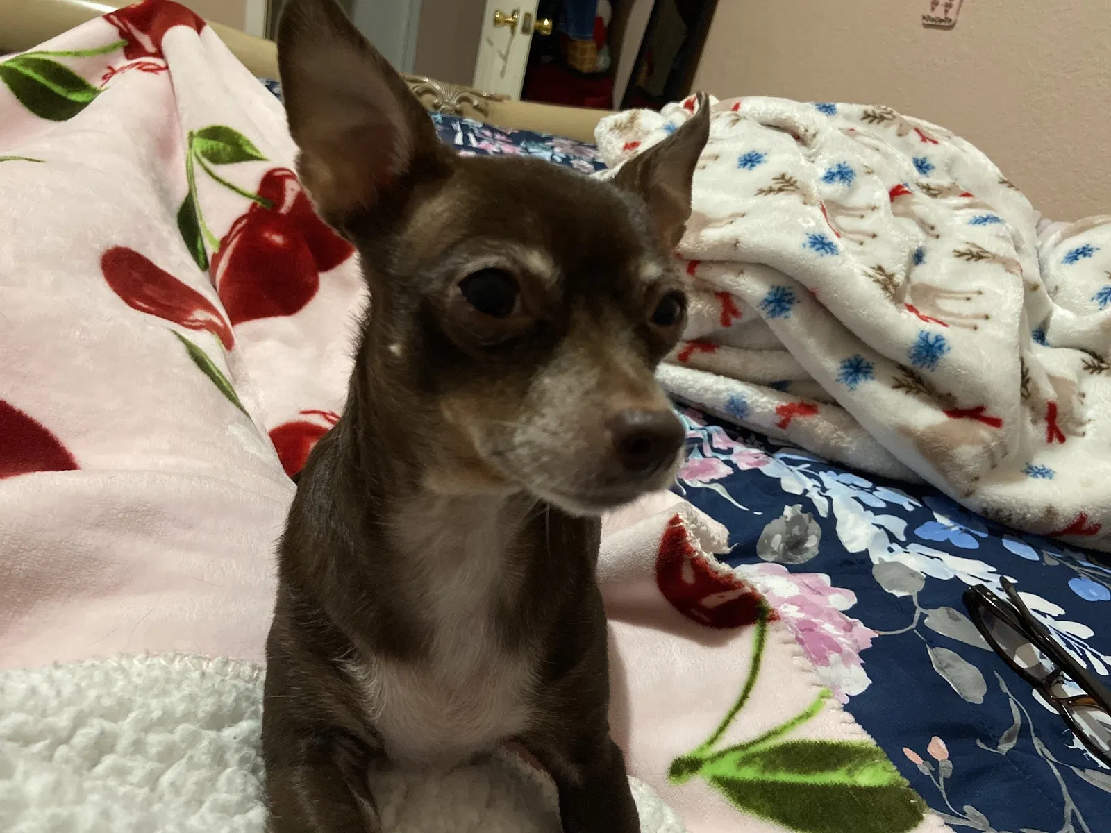 Lost dog in Harlingen, TX, 78550