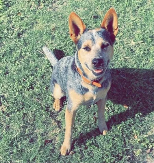 Lost dog in Harlingen, TX, 78550