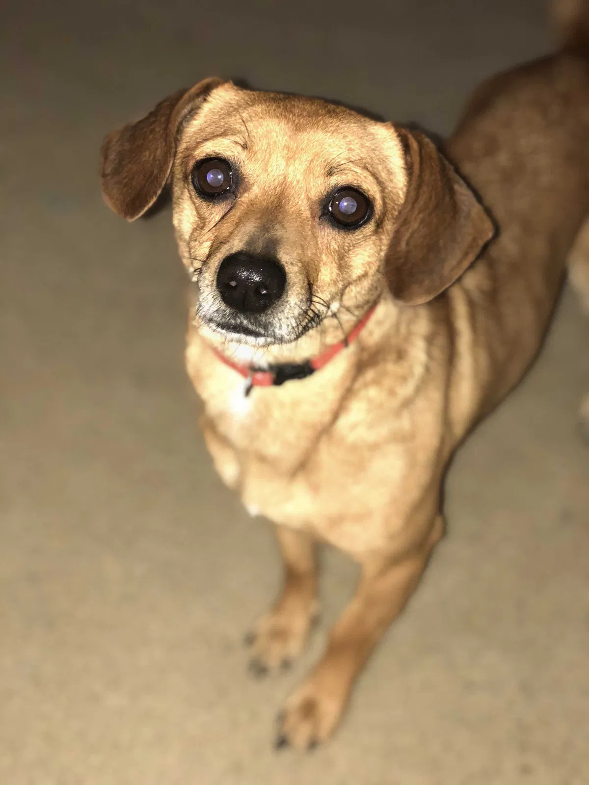 Lost dog in Mc Leansville, NC, 27301