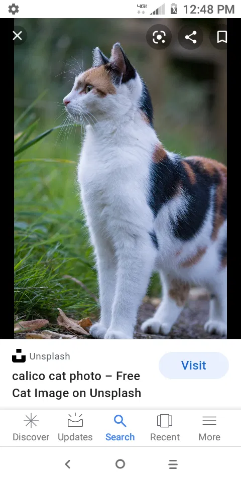 Lost cat in Unknown, OH, 0