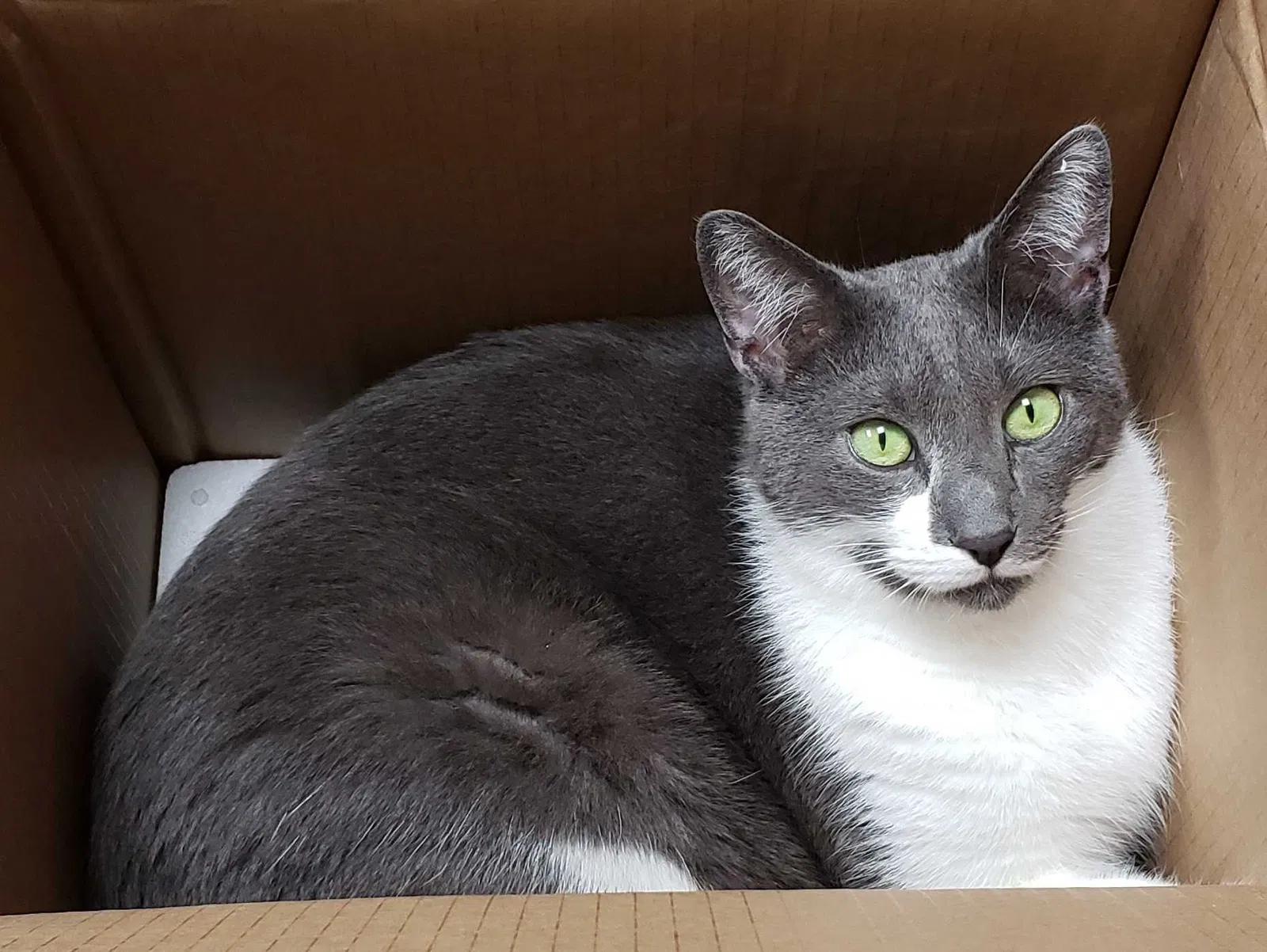 Lost cat in Sugar Grove, OH, 43155