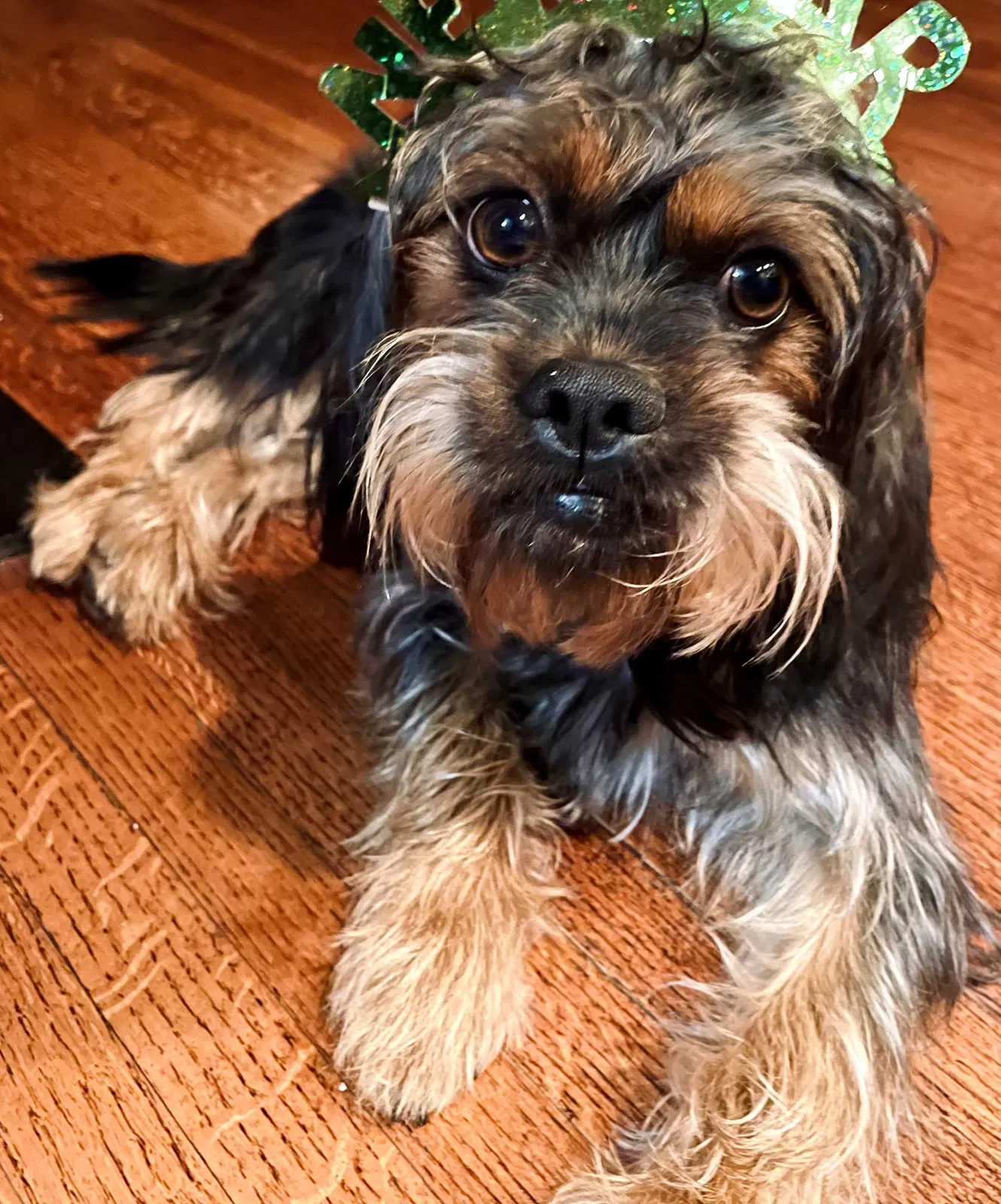 Lost dog in Whittier, CA, 90606