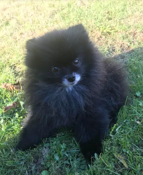 Lost dog in Portland, OR, 97225