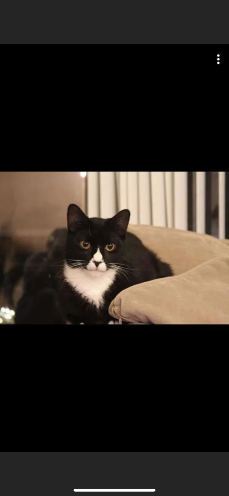 Lost cat in Auburndale, FL, 33823
