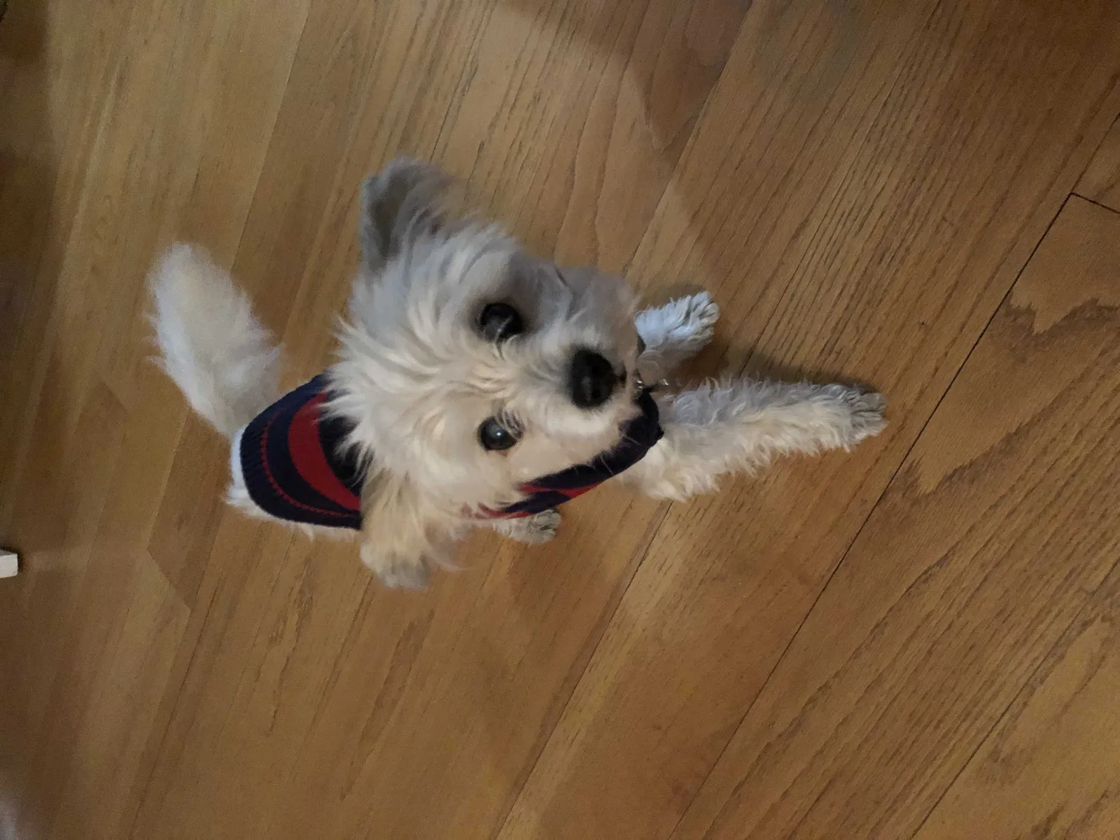 Lost dog in Redlands, CA, 92373