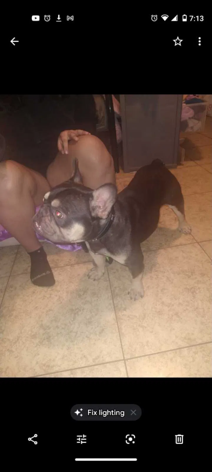 Lost dog in San Bernardino, CA, 92404