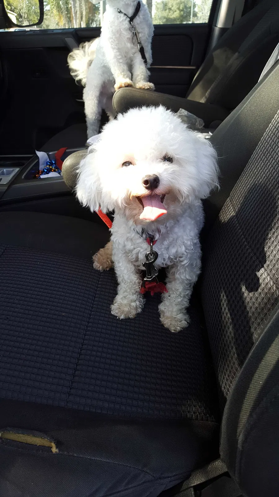 Lost dog in Saint Petersburg, FL, 33705