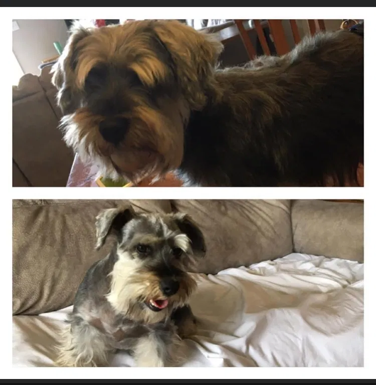 Lost dog in Foley, AL, 36535