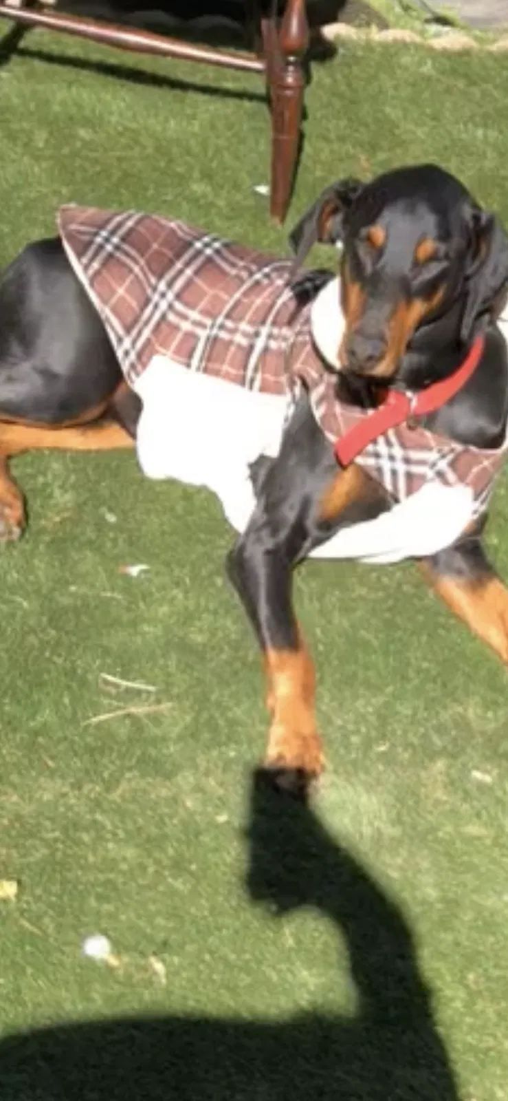Lost dog in Los Angeles, CA, 90044