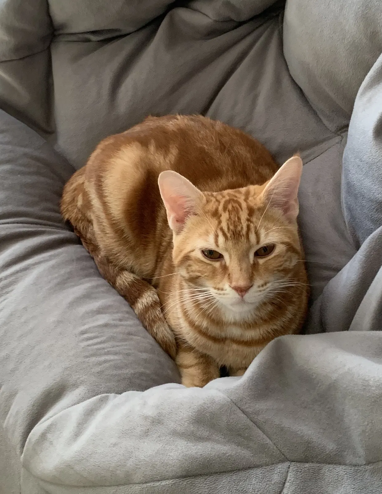 Lost cat in Arlington, TN, 38002