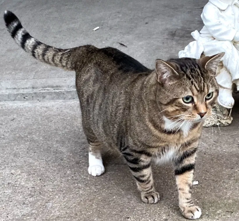 Lost cat in Hagerstown, MD, 21742