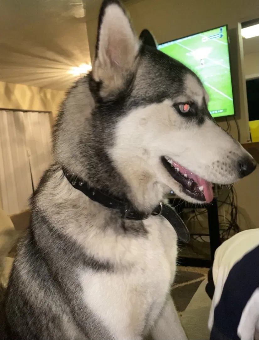 Lost dog in Fresno, CA, 93728