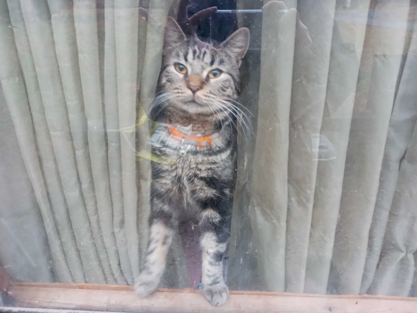 Lost cat in Clarkesville, GA, 30523