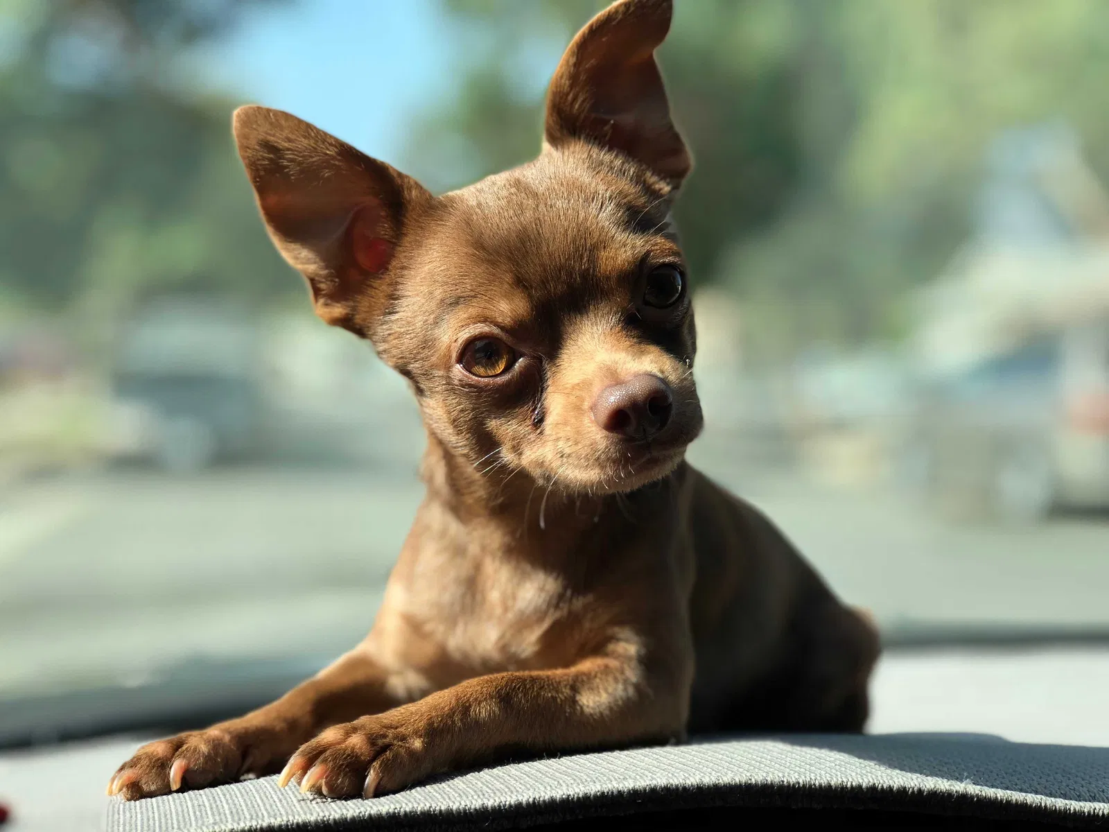 Lost dog in Riverside, CA, 92503