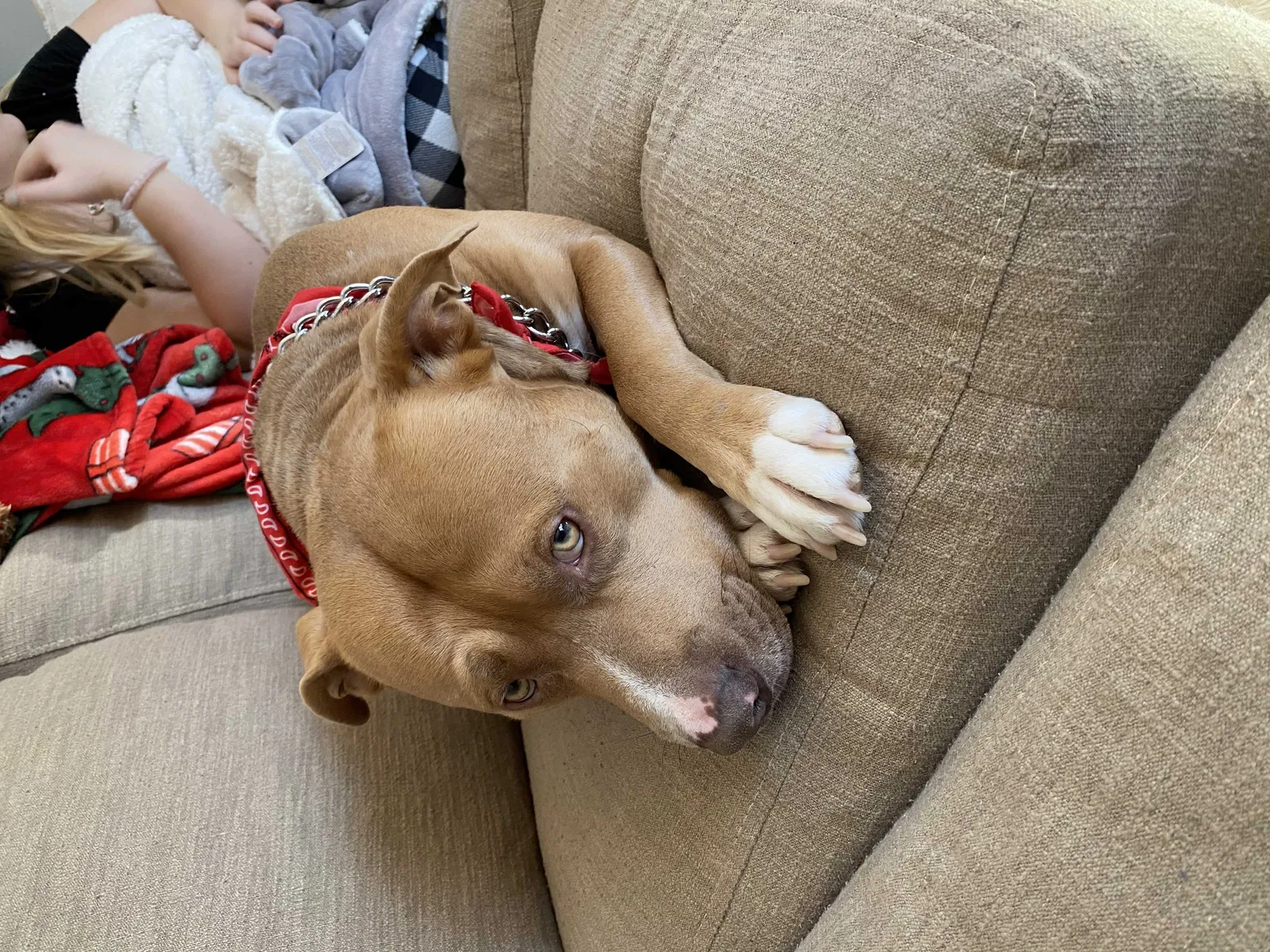 Lost dog in Gainesville, GA, 30501