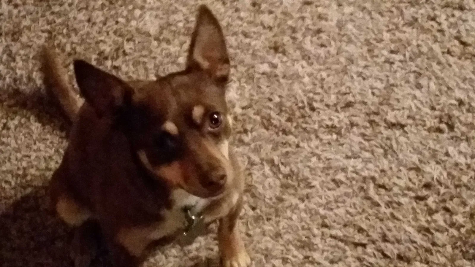 Lost dog in Rock Springs, WY, 82901