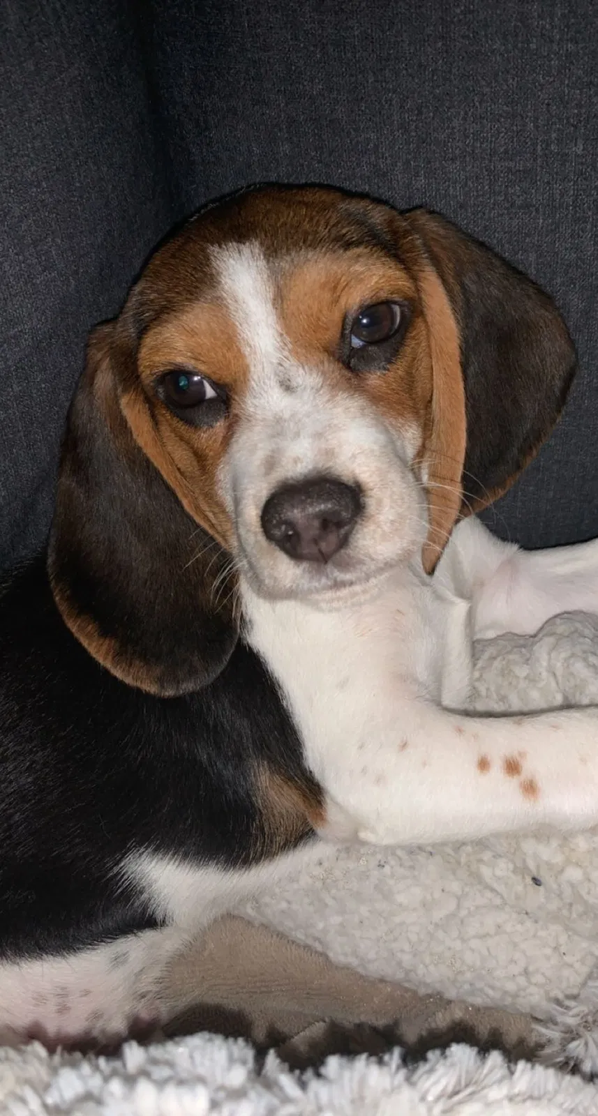 Lost dog in Moncks Corner, SC, 29461