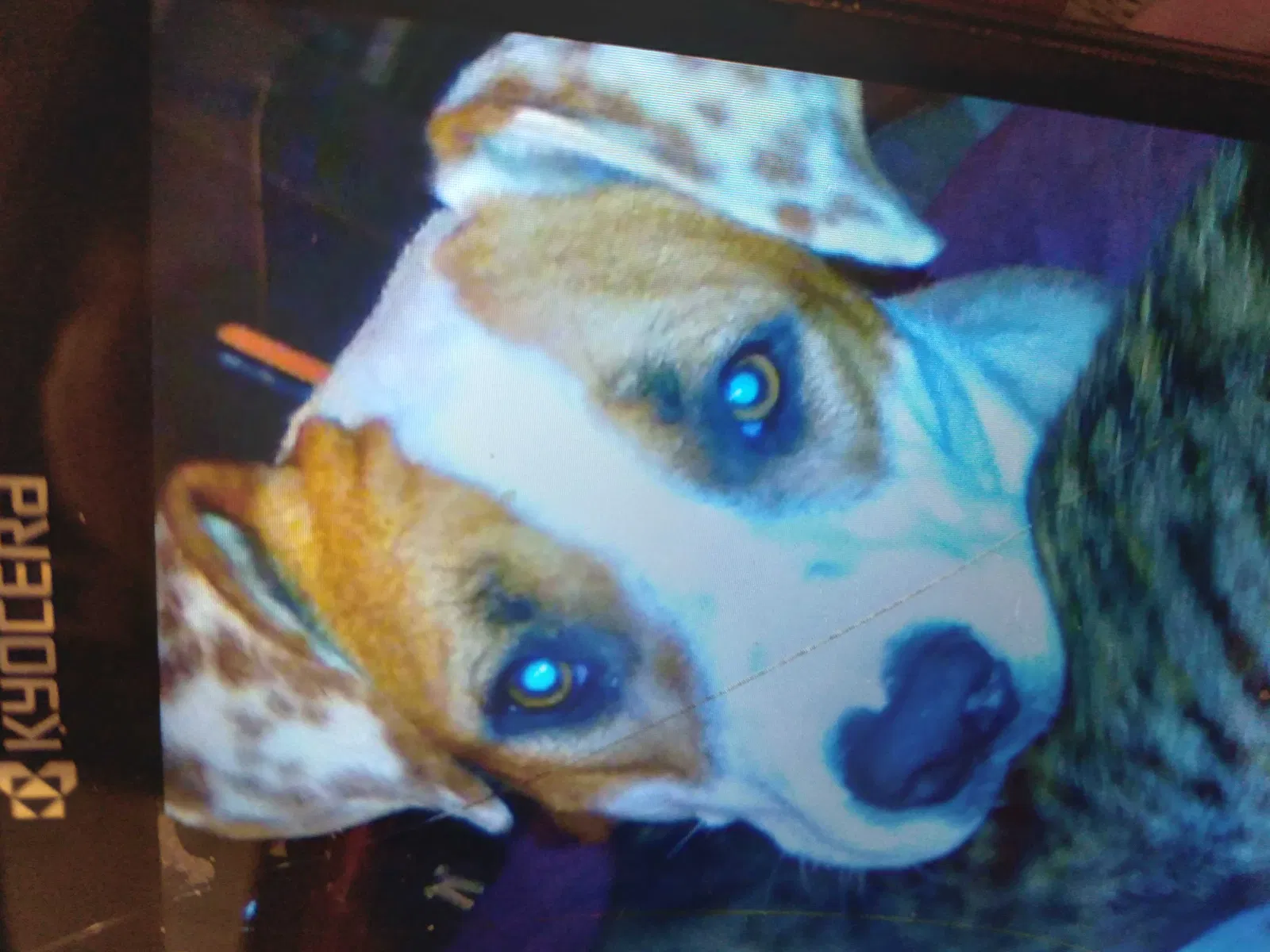 Lost dog in Marion, AR, 72364