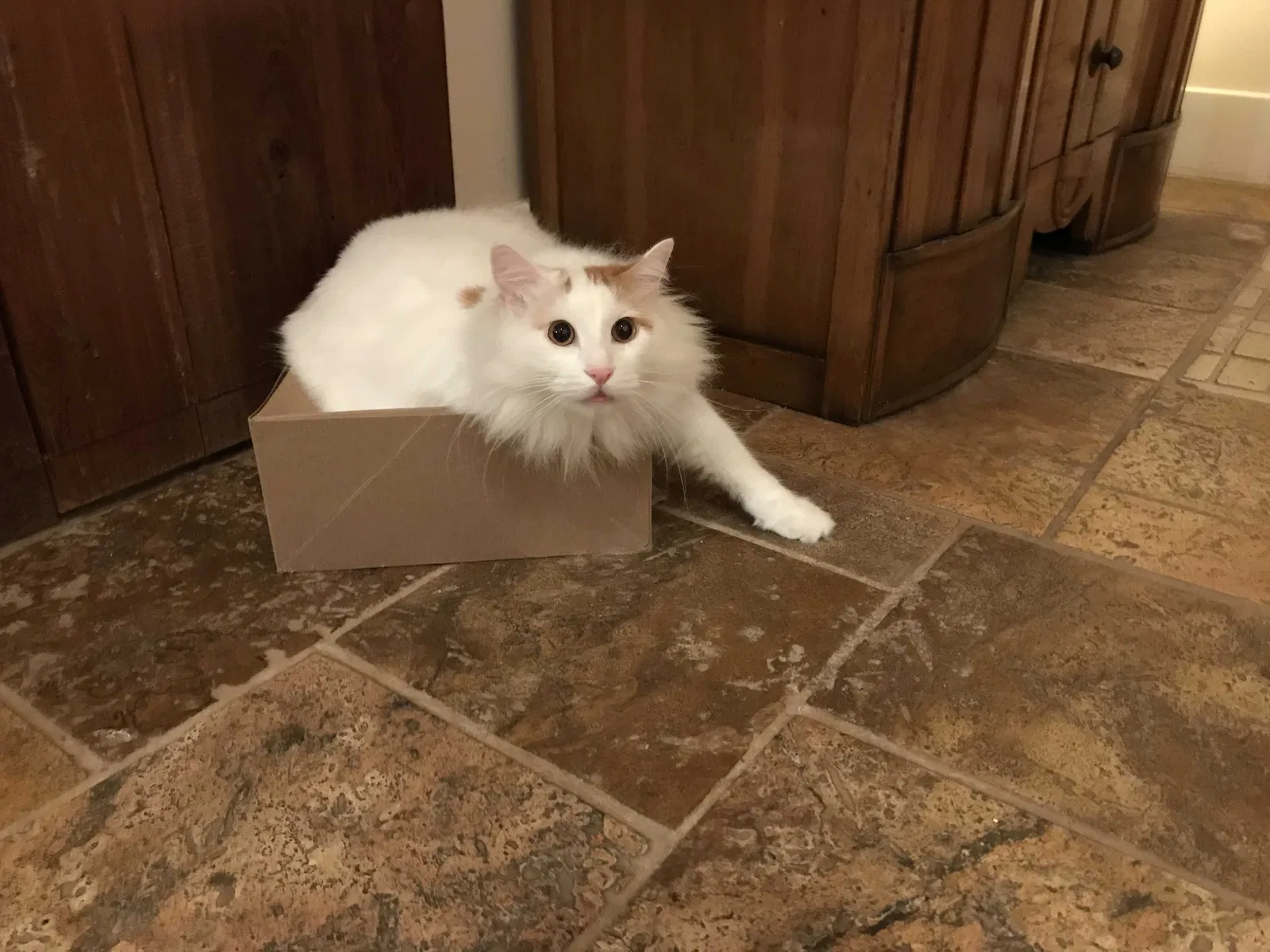 Lost cat in Baton Rouge, LA, 70806