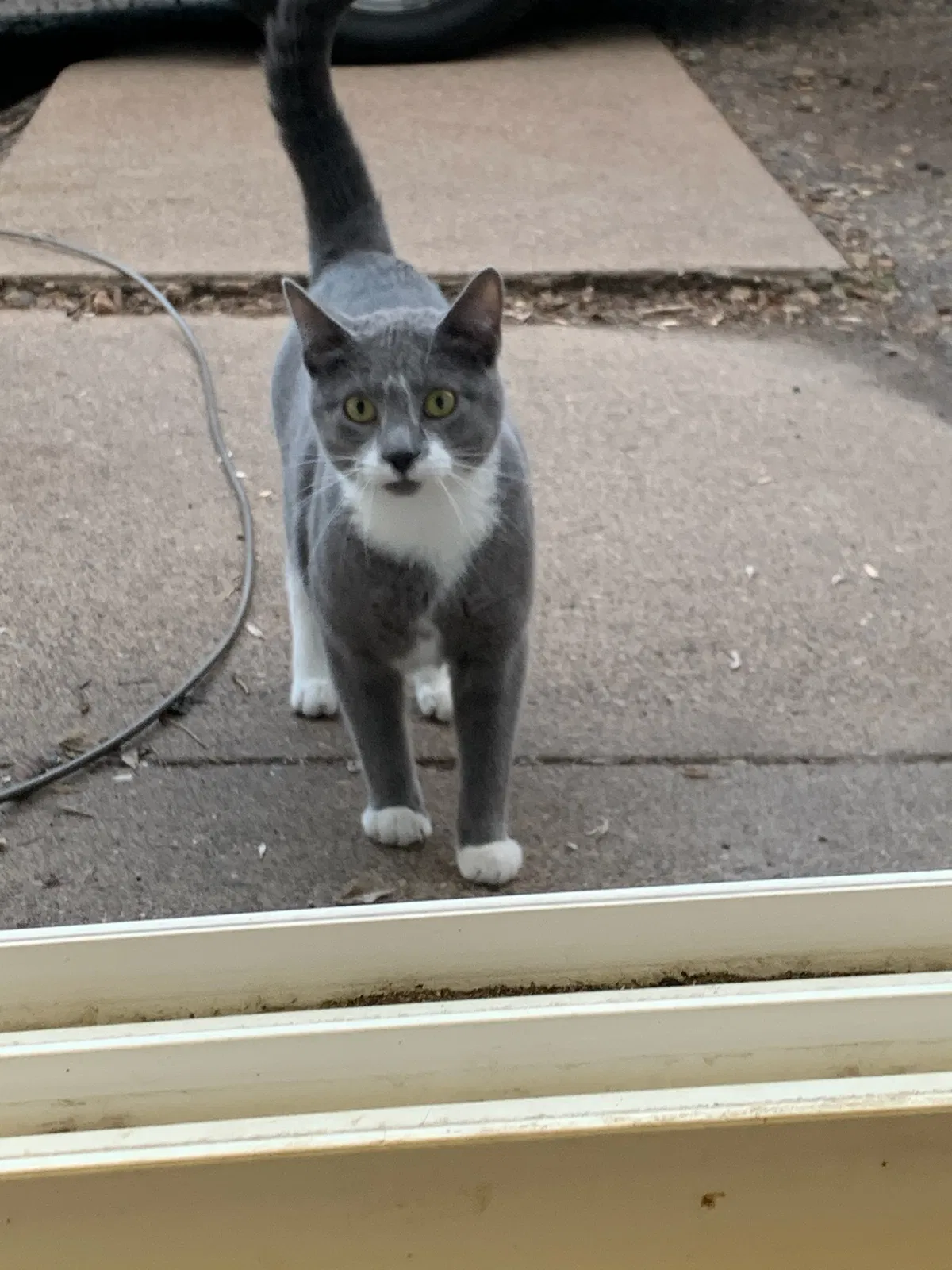 Lost cat in Saint Paul, MN, 55117