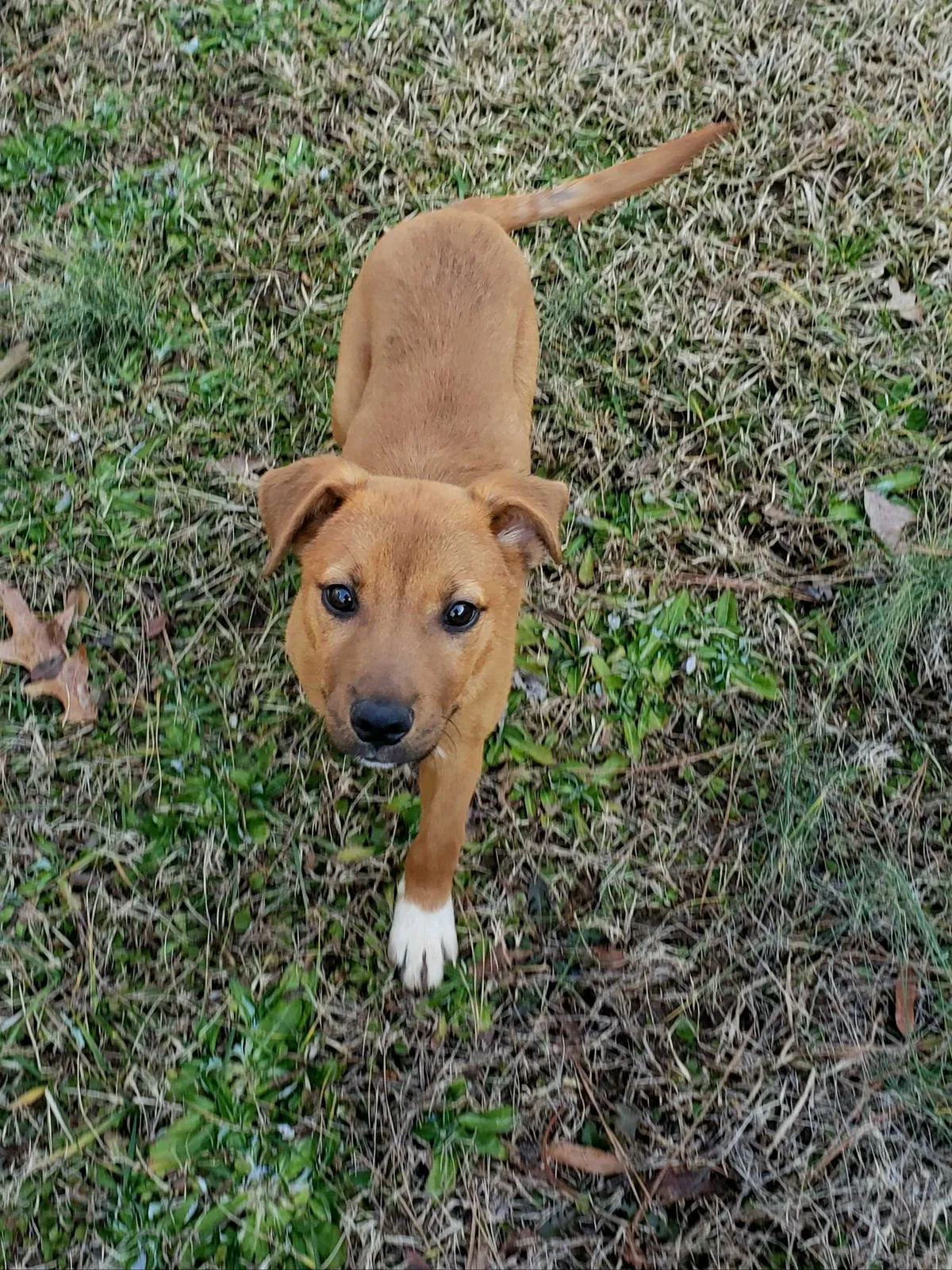Found dog in Clayton, NC, 27527