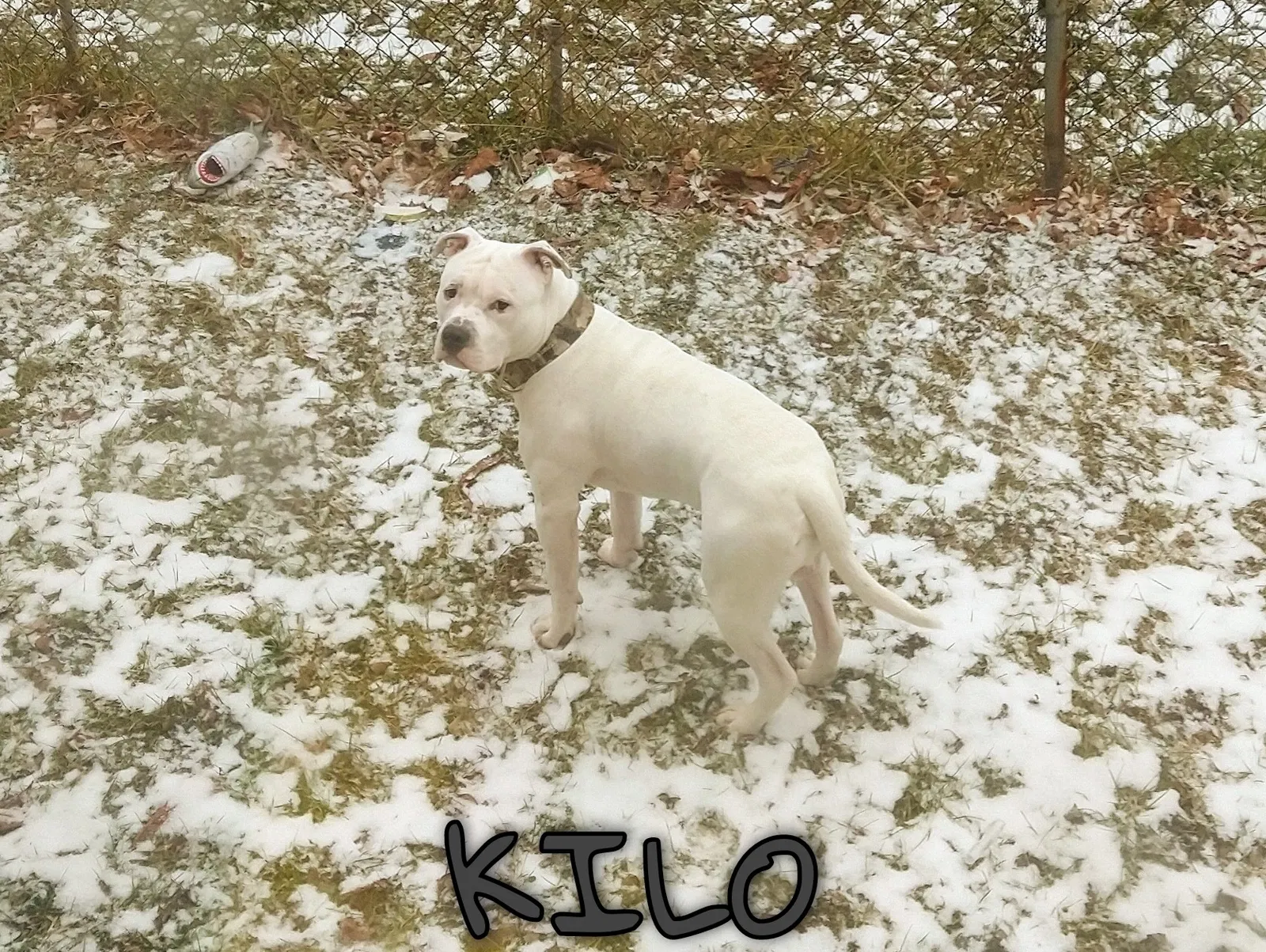 Lost dog in Saginaw, MI, 48602