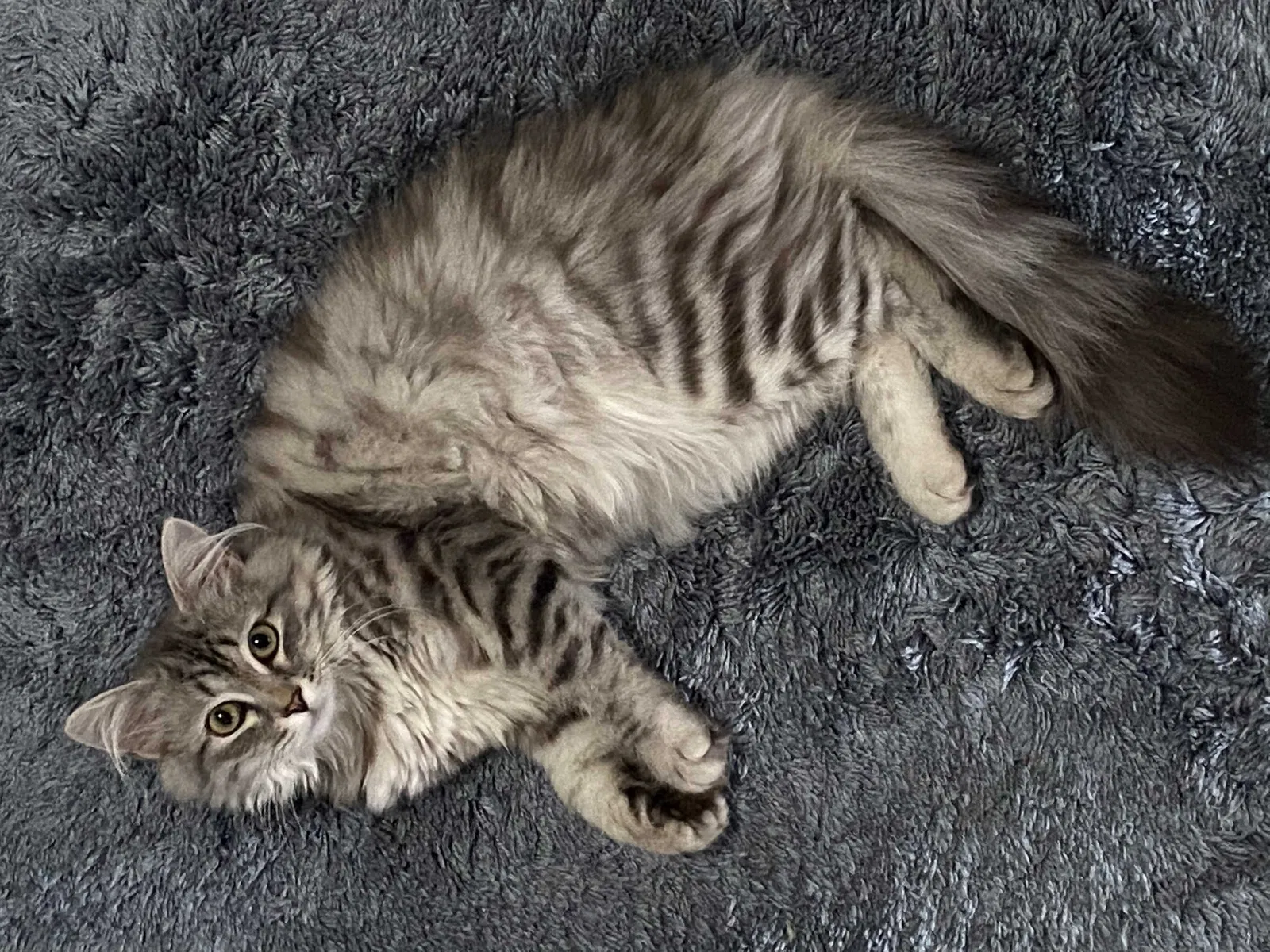 Lost cat in Brooklyn, NY, 11233