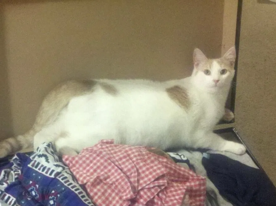 Lost cat in Fort Worth, TX, 76179