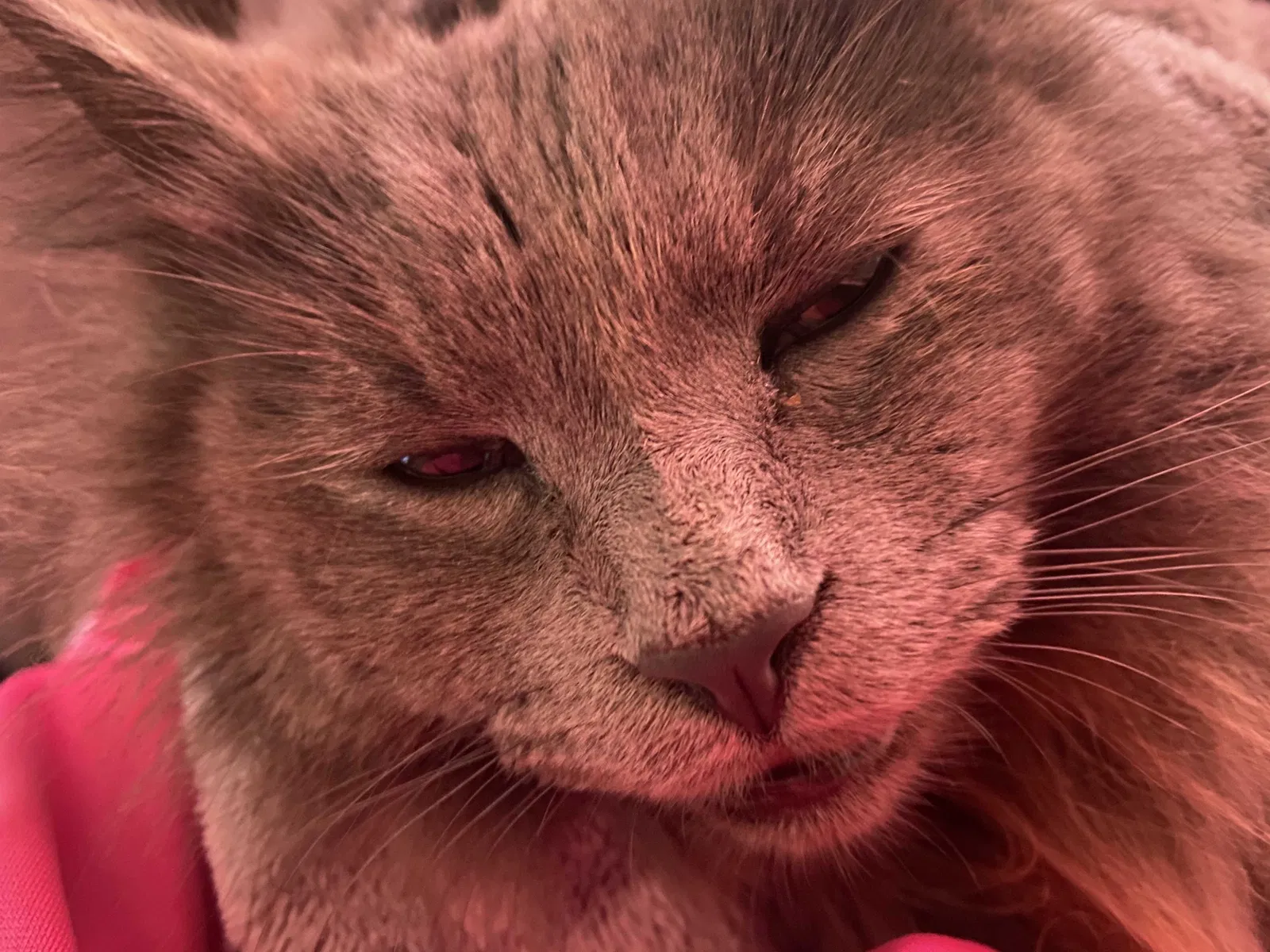 Lost cat in South El Monte, CA, 91733