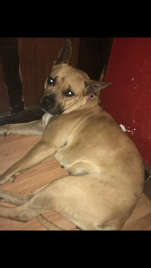Lost dog in Fort Worth, TX, 76140
