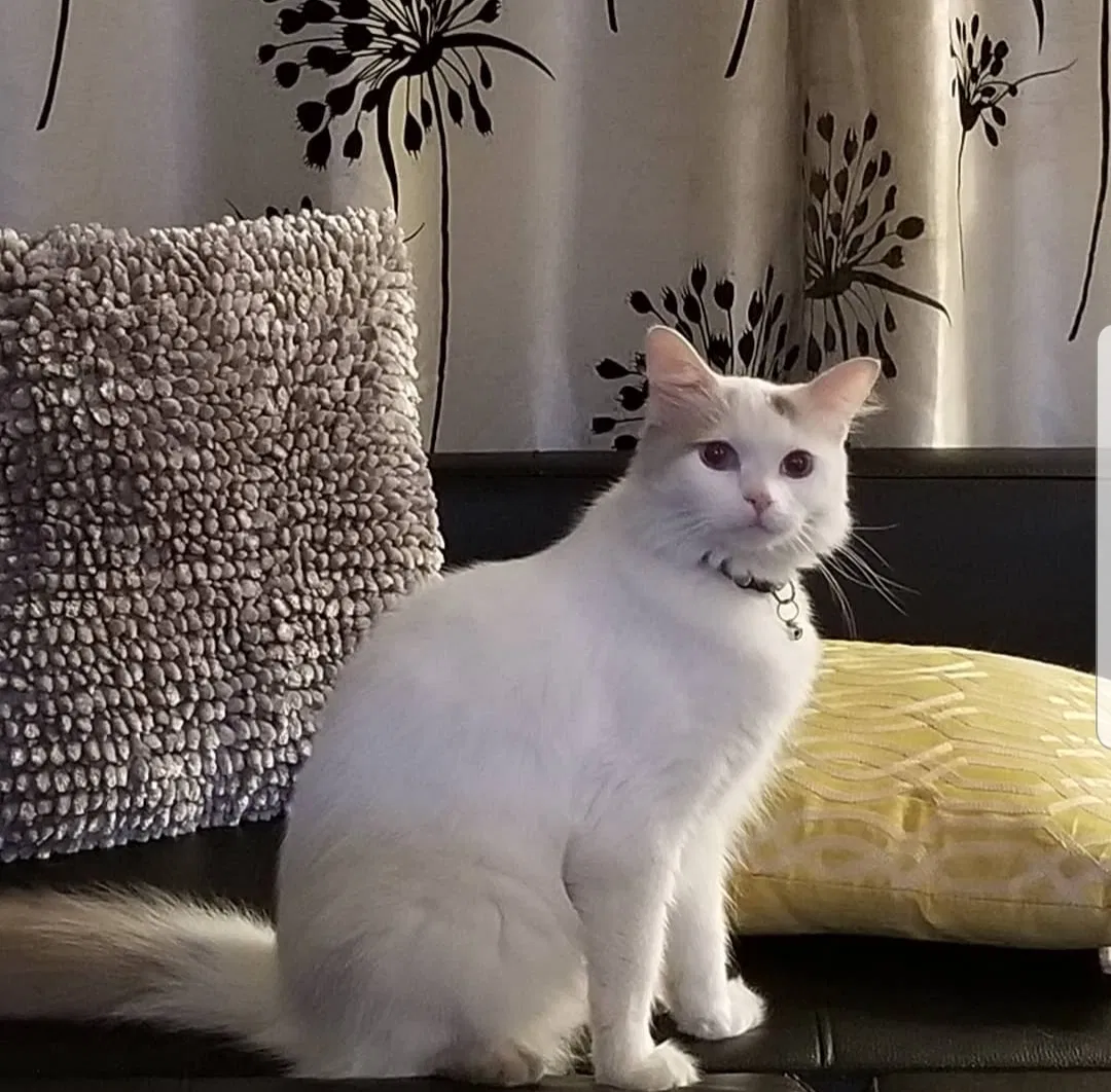 Lost cat in Monterey Park, CA, 91754