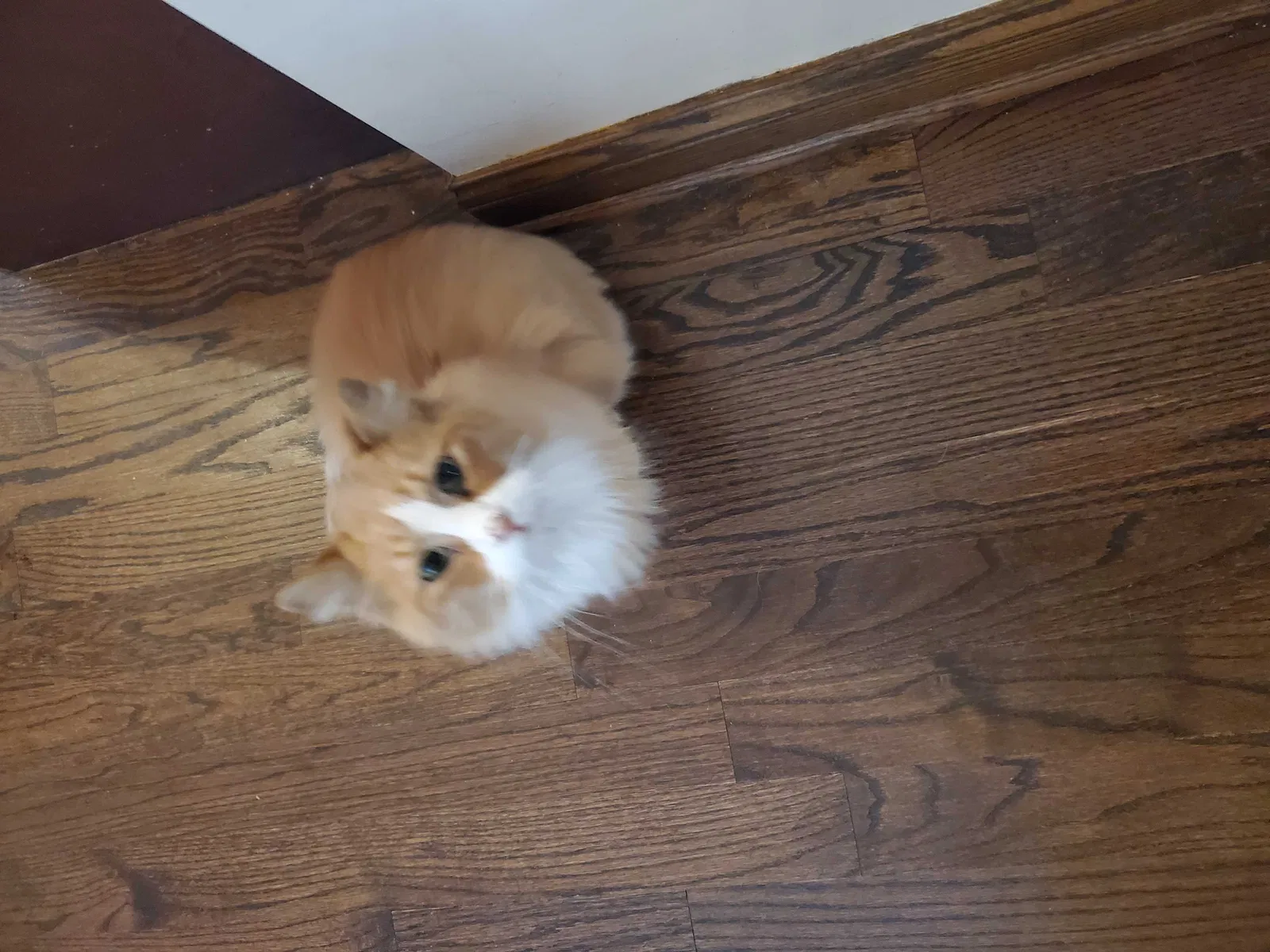 Lost cat in Chicago, IL, 60621