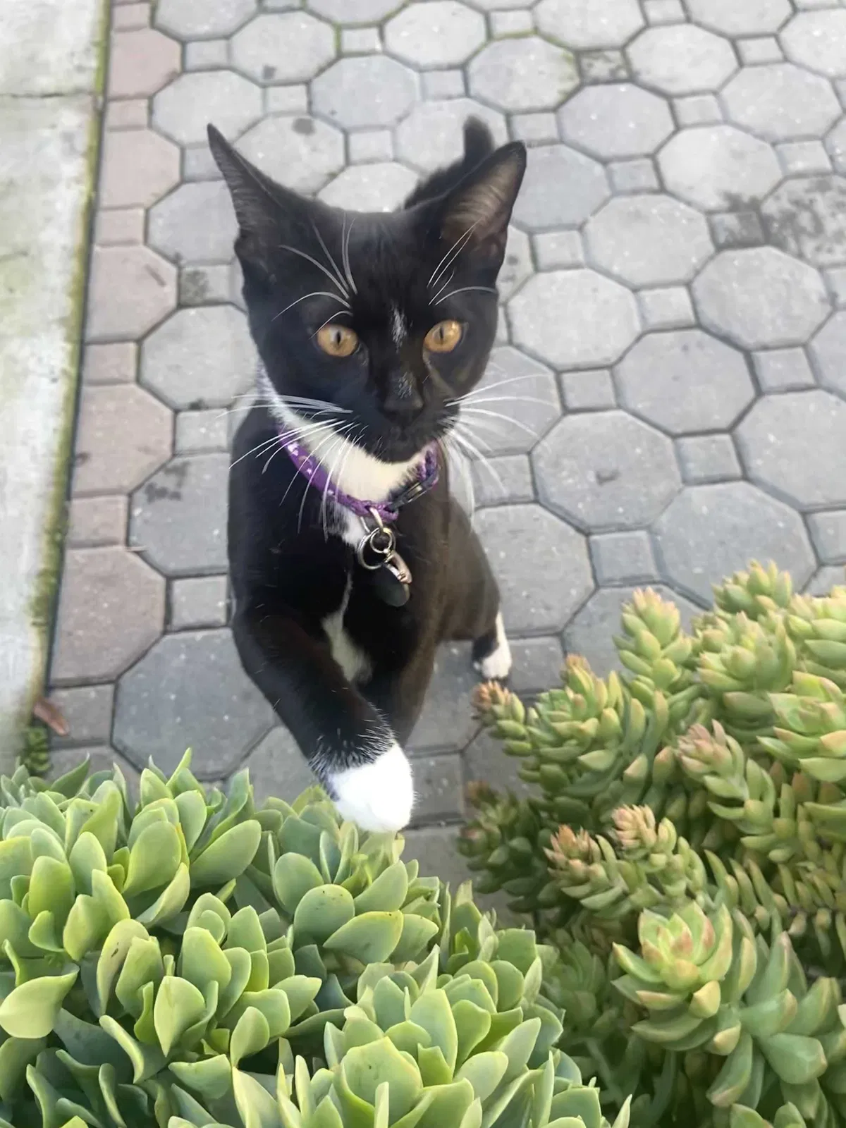 Lost cat in Hayward, CA, 94544