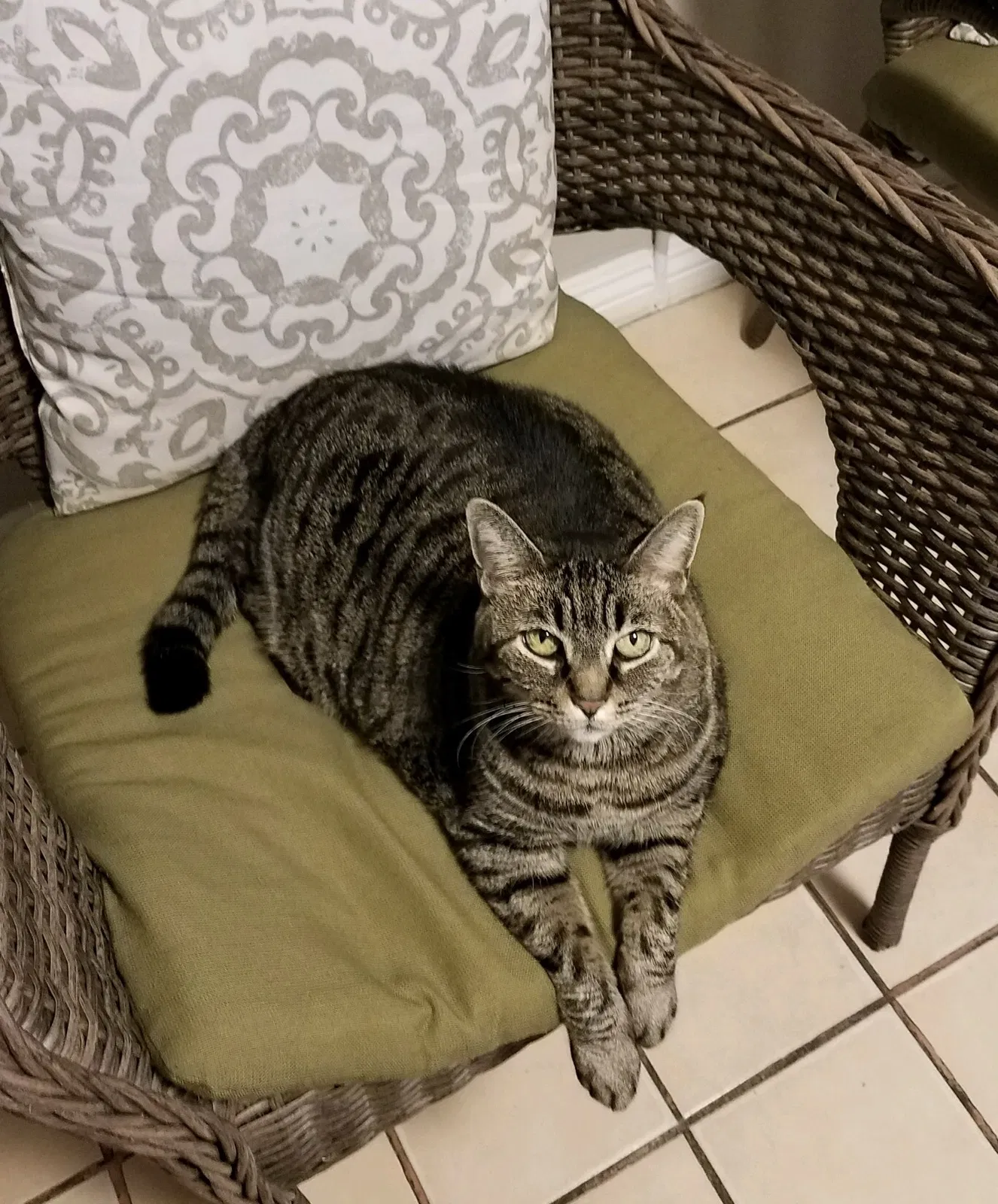 Lost cat in Duarte, CA, 91010
