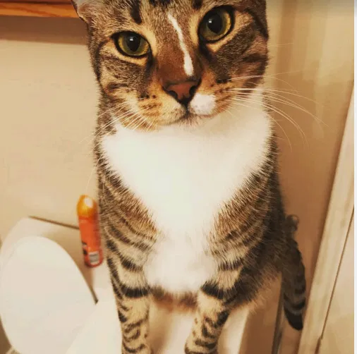 Lost cat in Pflugerville, TX, 78660