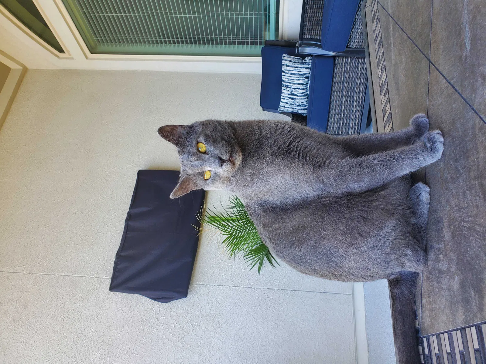 Lost cat in Austin, TX, 78738